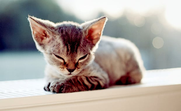 what breed is best for me quiz breed finder quiz what cat or is right for me upcomingcarshq what breed is best for me quiz breed finder quiz what cat or is right for me upcomingcarshq