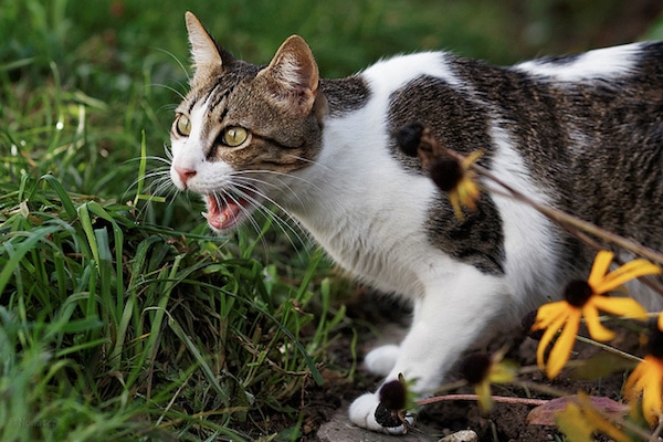 Can I Make My Own Cat Kibble Can I Make My Own Cat Kibble