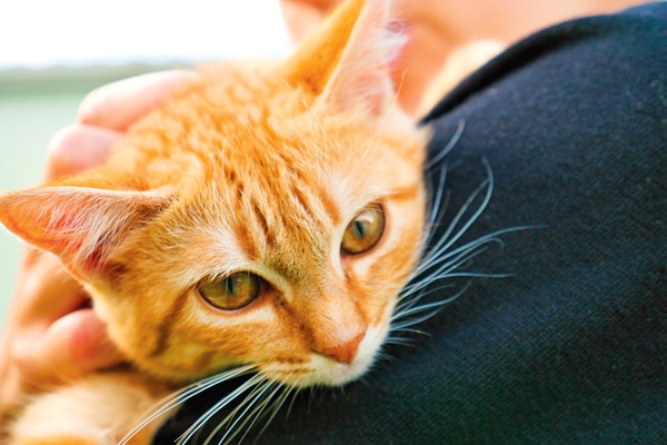orange cat with yellow eyes