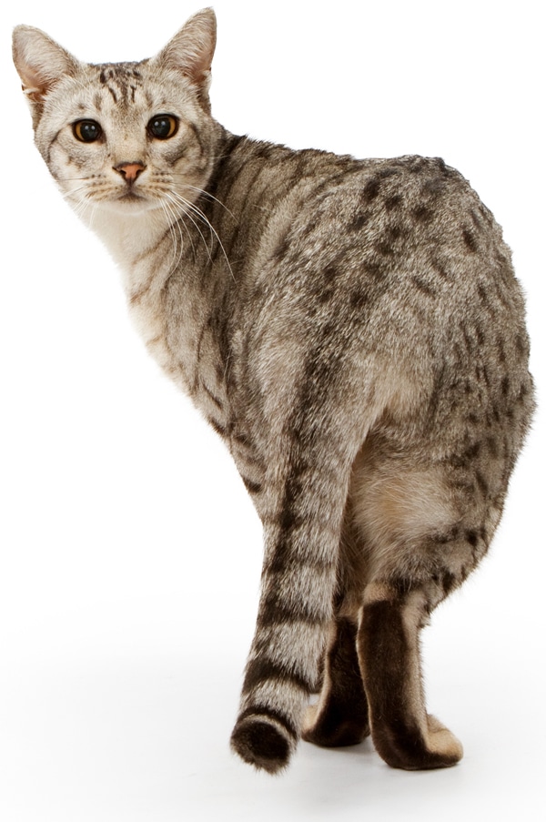 Who’s That Cat? 13 Reasons That the Ocicat Is Spot On - Catster