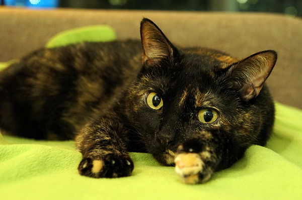 tortoiseshell stuffed cat