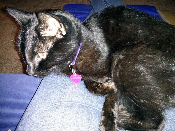 Place To Give My Cat For Adoption Place To Give My Cat For Adoption
