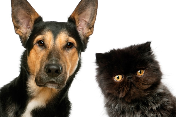 why do dogs cats why do cats dogs we ve got some answers and advice catster why do dogs cats why do cats dogs we ve got some answers and advice catster