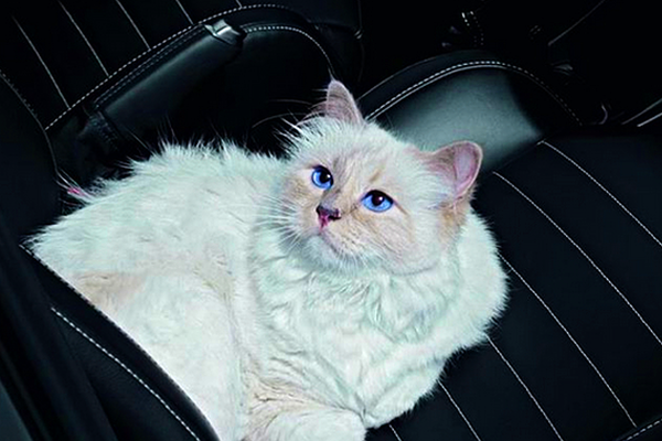 Choupette Is Not A Diva But She Plays Dress Up In Secret Catster