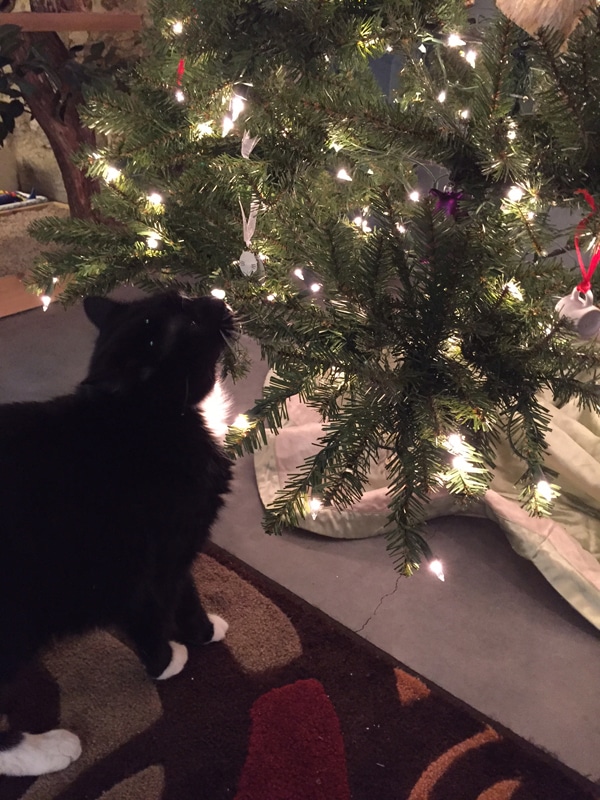 28 best cats real christmas trees real live christmas 28 best cats real christmas trees real live christmas