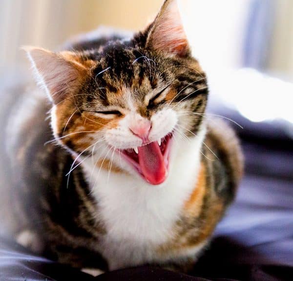Portrait of my kitten yawning at the camera.