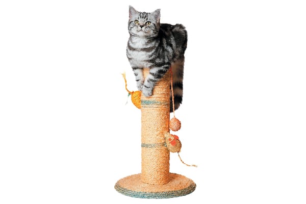 A gray tabby cat sitting up on a scratching post.