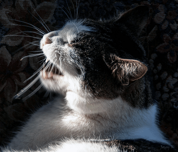 Dealing With Upper Respiratory Infections in Cats Catster