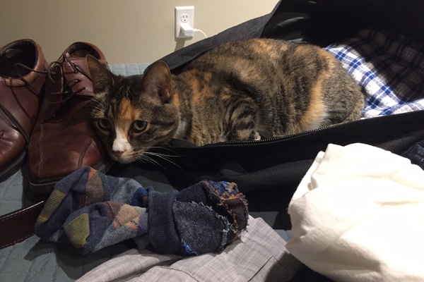 How To Adjust Food Portions Cats How To Adjust Food Portions Cats