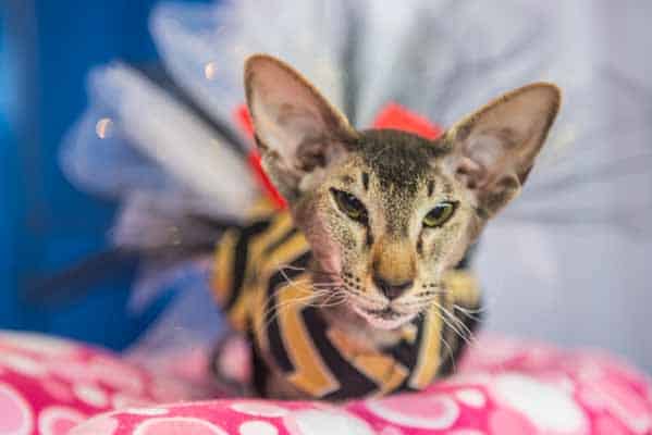 cats at westminster show cats the spotlight at famed westminster show catster cats at westminster show cats the spotlight at famed westminster show catster