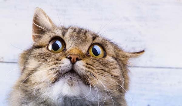 How to Stop Your Cats Diarrhea forecasting How to Stop Your Cats Diarrhea advise