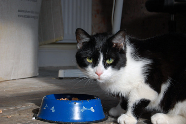 What Else Can I Feed My Cat Besides Cat Food What Else Can I Feed My Cat Besides Cat Food