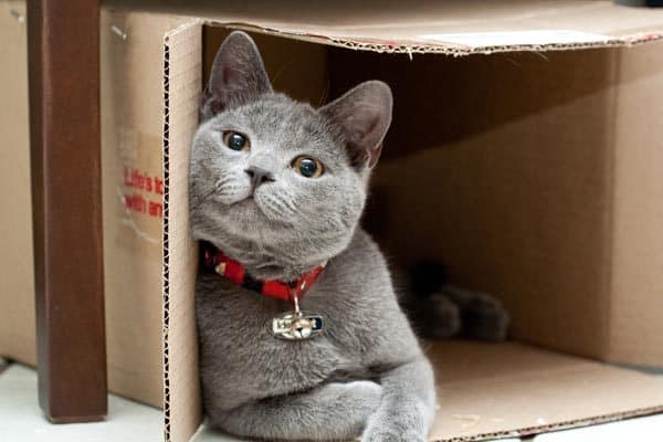 Why Do Cats Play In Their Litter Boxes Why Do Cats Play In Their Litter Boxes