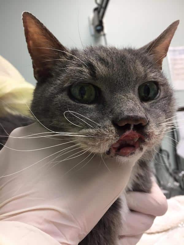 rhain a loving gray cat survived chemical burns catster rhain a loving gray cat survived chemical burns catster