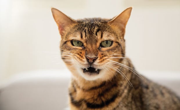 how do you litter a we a cat how do you feel about the litter box catster how do you litter a we a cat how do you feel about the litter box catster