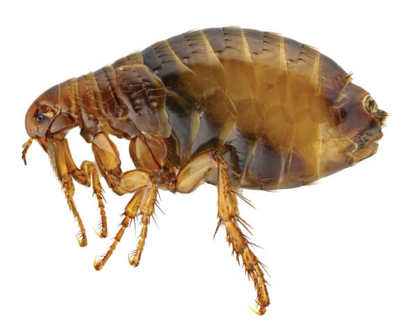 Flea Flea