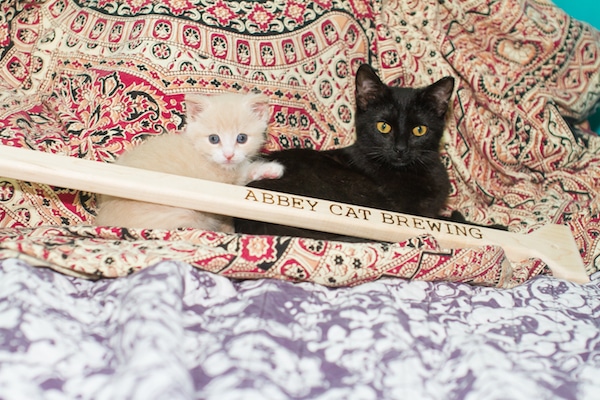 AbbeyCat11