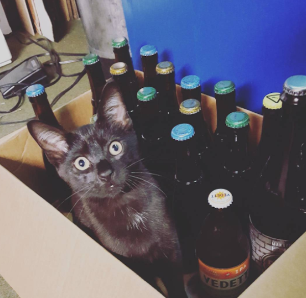 AbbeyCat3