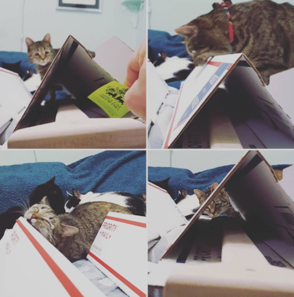AbbeyCat6