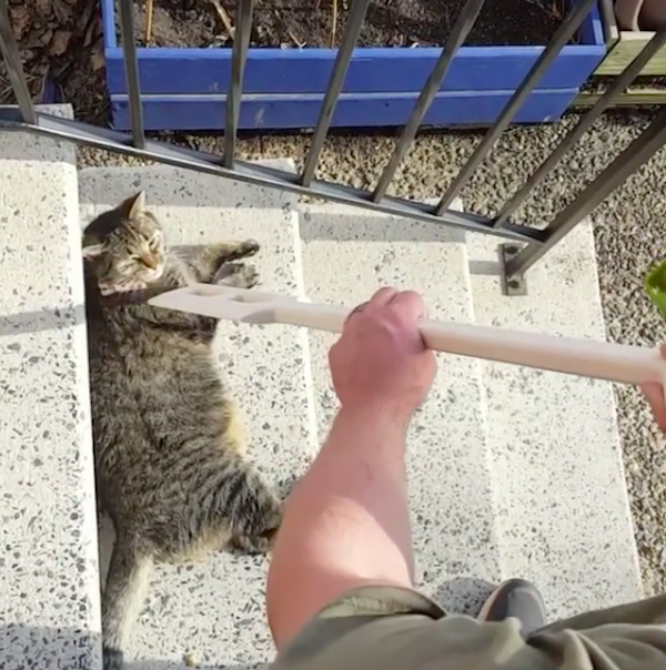 AbbeyCat7