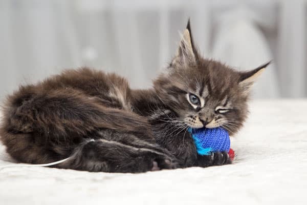 6 Cat Meow Sounds and What They Mean - Catster