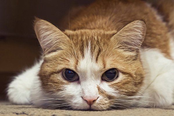 An orange and white cat lying on the floor, looking sick.