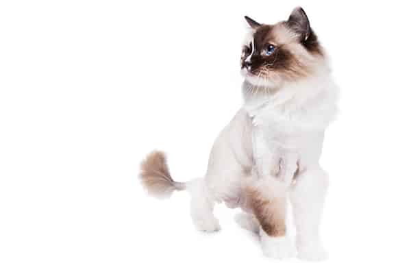 Is Shaving Your Cat Okay? Catster