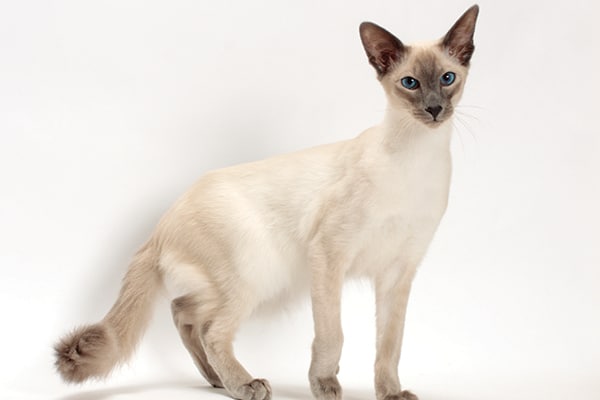 A Balinese cat.