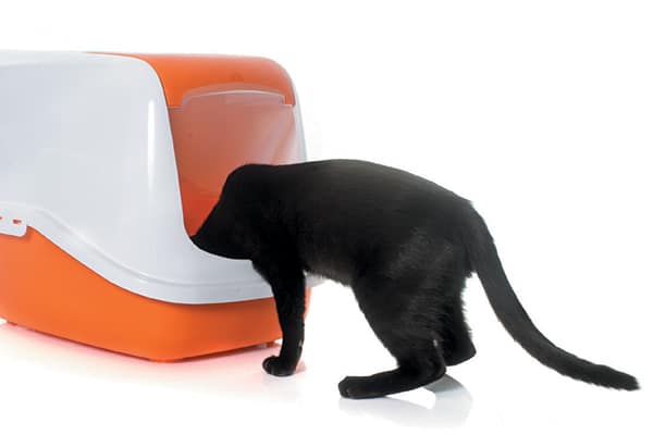 7 Ways to Get Your Cat to Like Using the Litter Box Catster