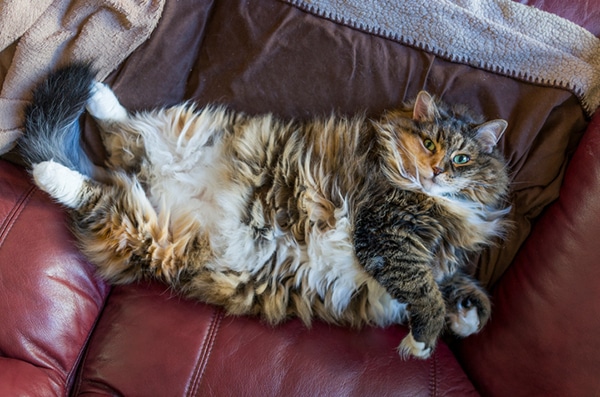 A fat cat upside down and showing his belly off.