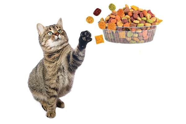 hidden cat food bowls