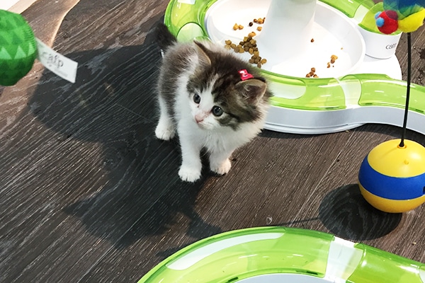 A kitten tries out Catit's Senses 2.0 Play Circuit.