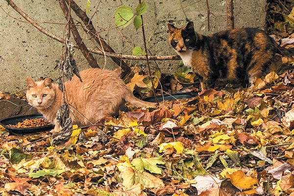 Two feral cats outside.
