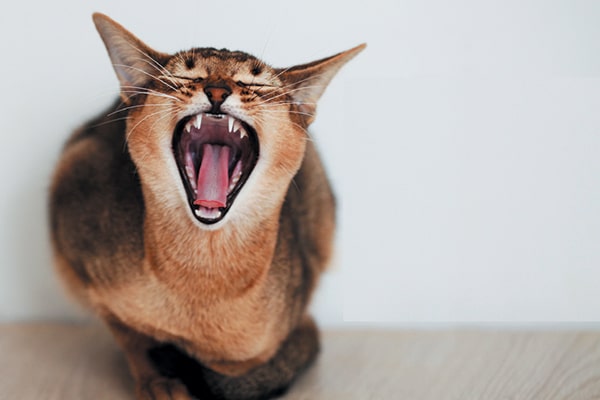 Cat with mouth open and ears back, maybe yawning.