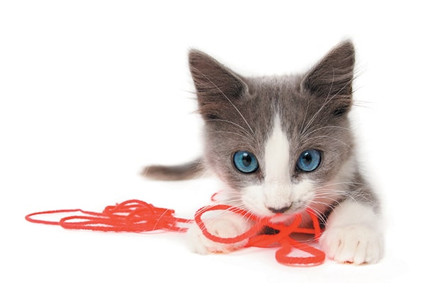 Ask a Vet My Cat Ate String — What Should I Do? Catster