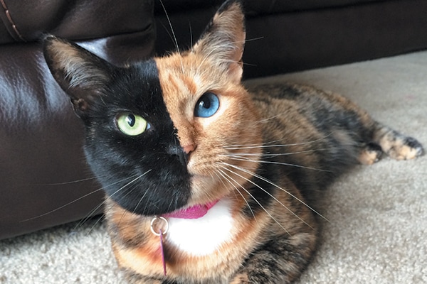 Venus the two-faced cat.