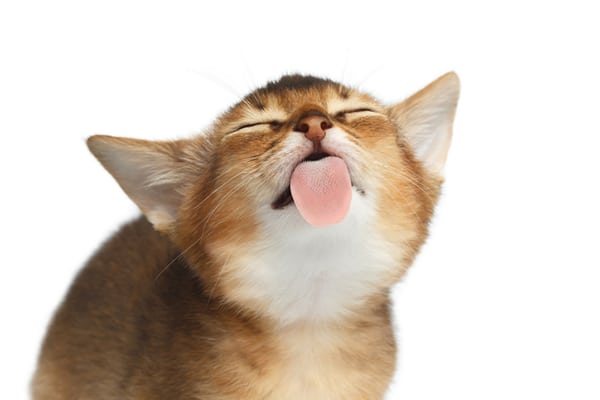 Cat likes to lick