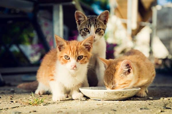 Feral cats eating together outside.