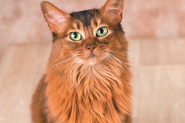 grey cat with orange spots