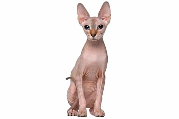A Sphynx or hairless cat.