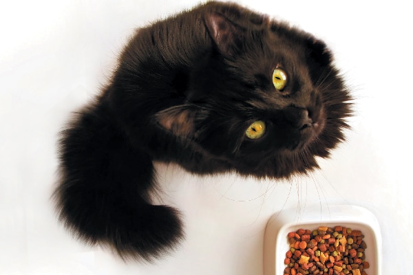 A fluffy black cat looking up from her food bowl.