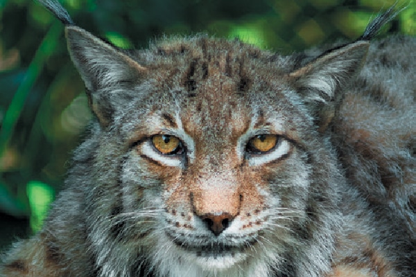 Eurasian Lynx. 