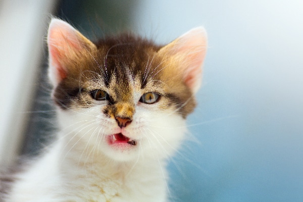 Let’s Talk Angry Cat Sounds and How to Handle Them - Catster