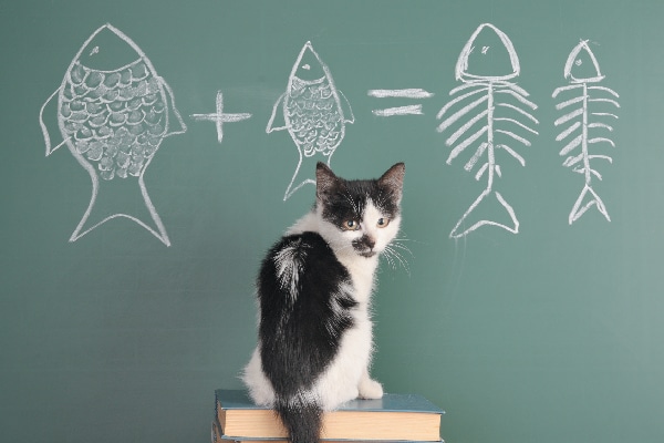 wondering what to feed kittens we ask a vet to answer some common
