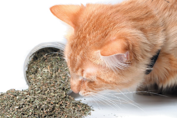 An orange cat sniffing catnip. 