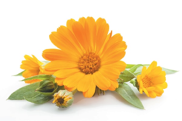 Only use the flowers of Calendula for a soothing tea, never the leaves or stems. 