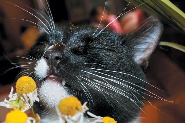 A cat smelling chamomile.
