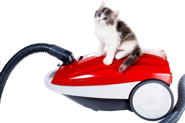 Can You Vacuum Your Cat For Fleas Can You Vacuum Your Cat For Fleas