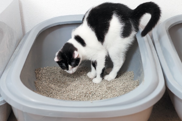 male kitten peeing outside litter box