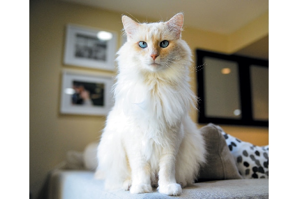 Cattitude winner — Khan.